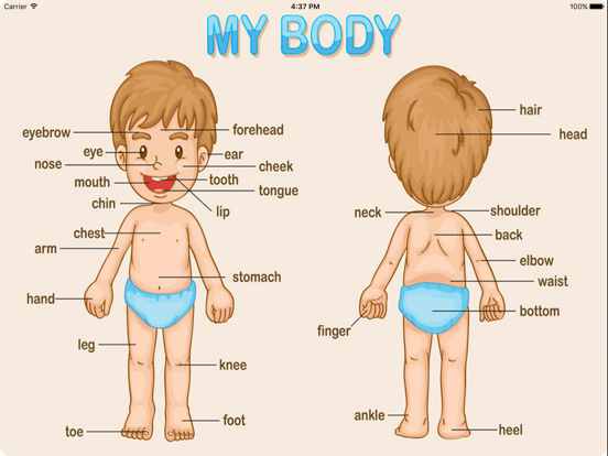 My Body Parts Baby Learning English Flash Cards App Price Drops