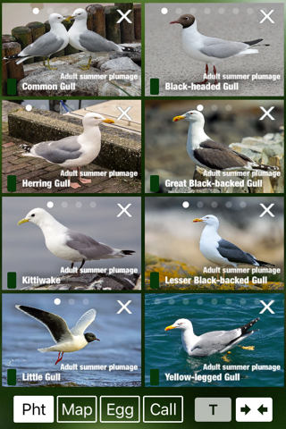 Birds of Great Britain - a Sunbird field guide screenshot 3