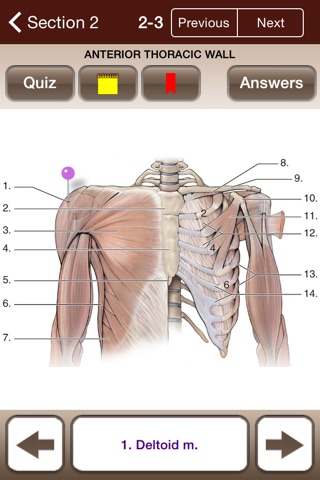 Lange Anatomy Flash Cards screenshot 3