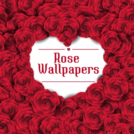 Rose Wallpapers HD - Beautiful Red Roses Pictures icon