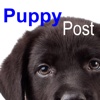 Puppy Pals Post  The all things puppy magazine