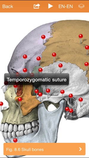 Sobotta Anatomy Atlas(圖3)-速報App