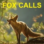 Predator Calls for Fox Hunting  Predator Hunting