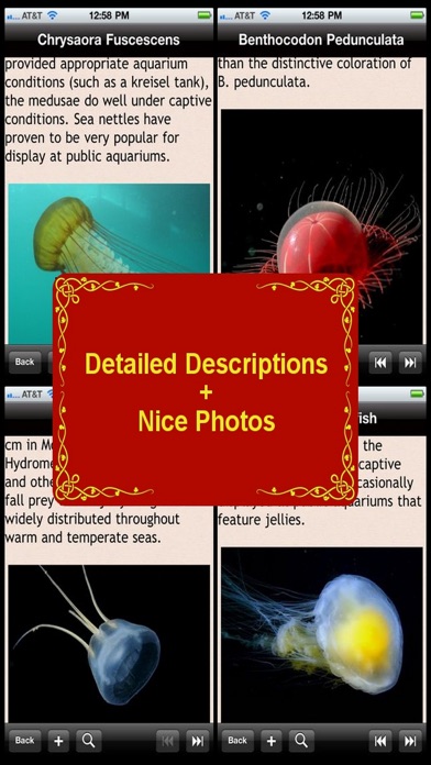 Jellyfish Encyclopedia Screenshot 3