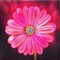 4K Flower - Best Free HD Flower Wallpaper makes your otherwise boring iPhone iPad screens come alive