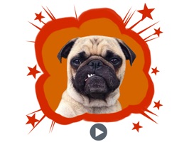 Say 'hello' to Handsome Pug Puppy Animated