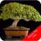 Bonsai Tree Care Guide is a app that includes some very useful information for Bonsai Trees Care Creates a Life Long Treasure