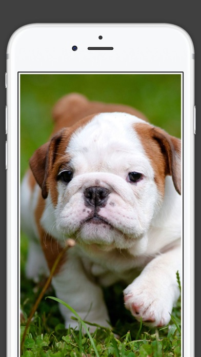 How to cancel & delete Cute Puppies animal Wallpapers, photos and Images from iphone & ipad 3