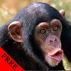 Monkey Video and Photo Galleries FREE
