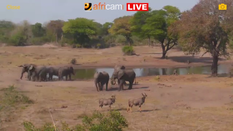 Africam