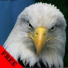 Eagle Video and Photo Galleries FREE