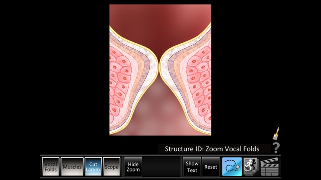 Vocal Folds ID(圖3)-速報App