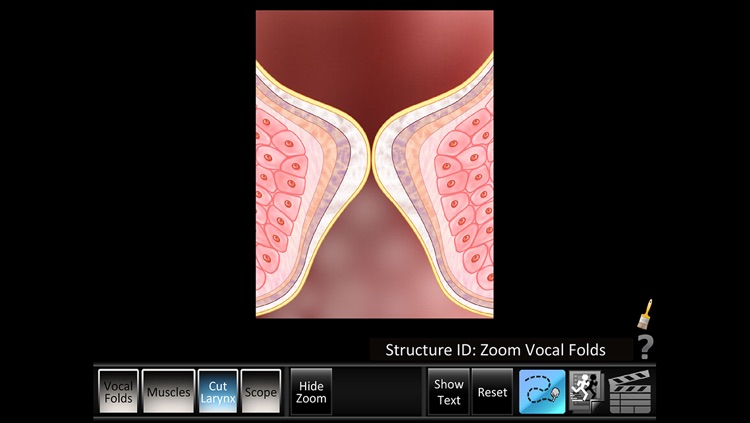 Vocal Folds ID