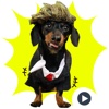 Sausage Dog- Dachshund Animated