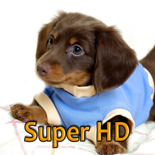 Puppies Adorable Wallpapers for new iPad - Great HD photo screen backgrounds of cool dogs icon