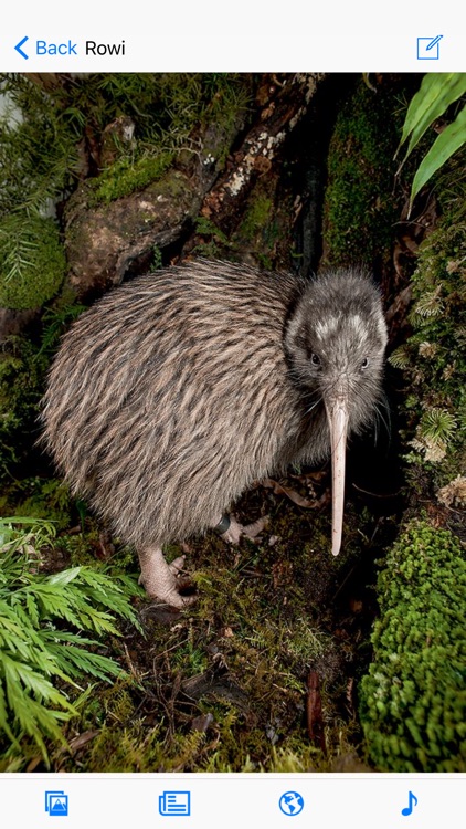 Birds of New Zealand