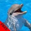 Dolphin Video and Photo Galleries FREE