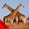 Giraffe Video and Photo Galleries FREE