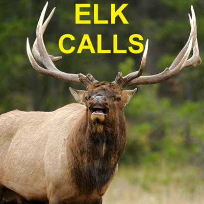 Elk Bugle & Elk Calls