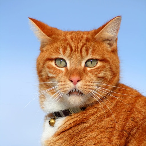 Talking Ging Tomcat icon