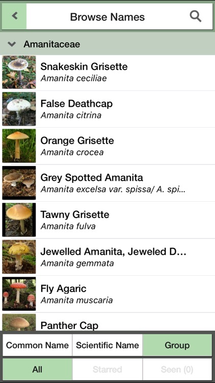 Mushrooms & other Fungi UK