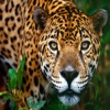 Jaguar Sound Board - Sounds from the Big Cat In The Wild