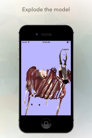 Deer Anatomy screenshot 3