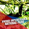 Bwindi Impenetrable National Park Tourism Guide