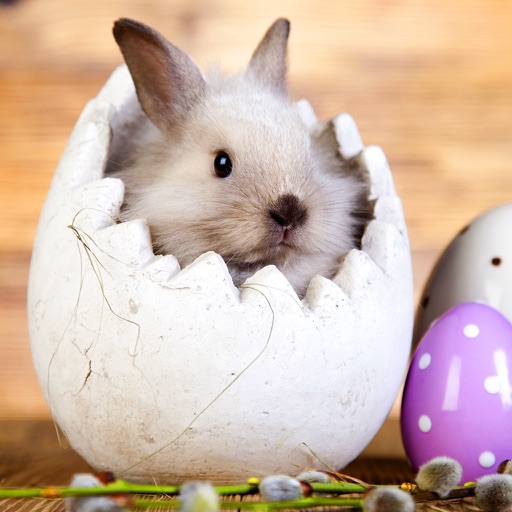 奇妙的朋友萌萌百科动物系列：软软的棉花糖兔子 icon