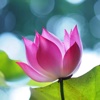 Lotus Wallpapers HD: Quotes with Art Pictures
