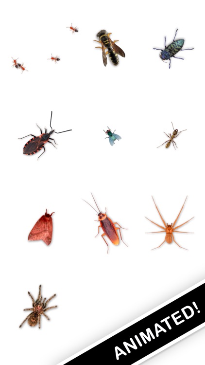 Creepy Crawly