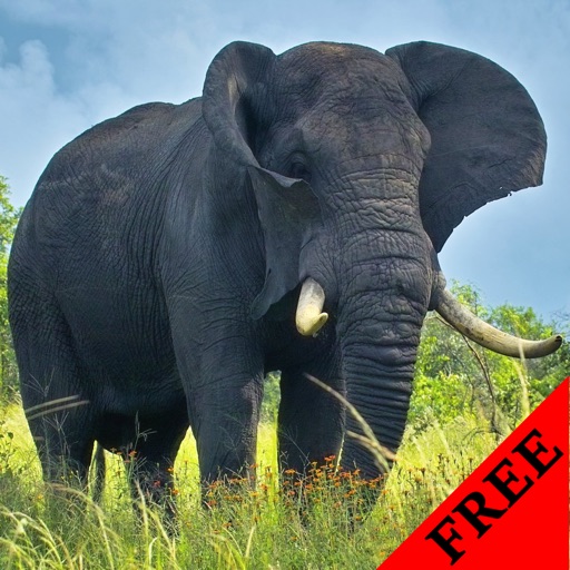 Elephant Video and Photo Galleries FREE icon