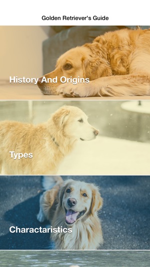 Golden Retriever: Dog Breed Guide