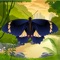 Butterfly Effects