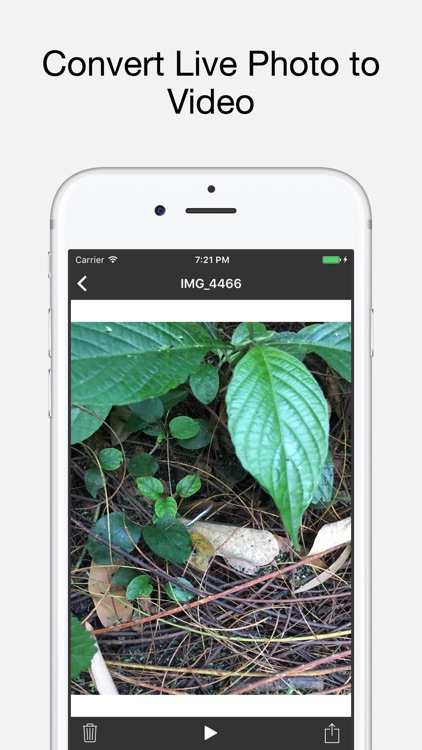 Live to Video: Live Photo for Instagram as Video