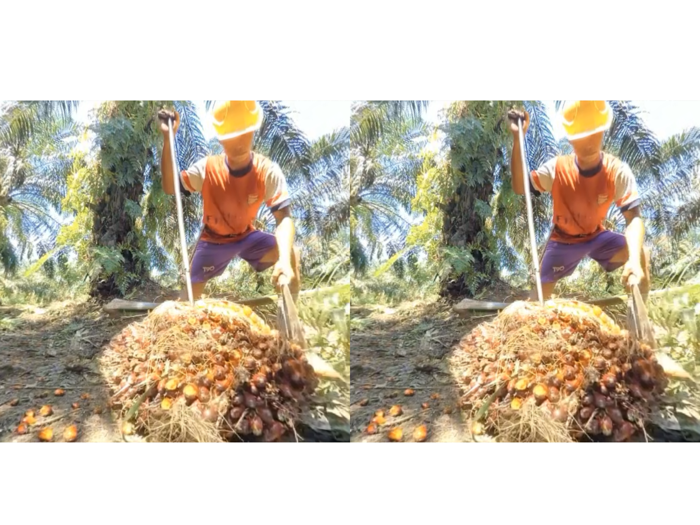 Palm Oil VR