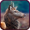 2016 Deer Hunting Adventure Count Down Shooting DH
