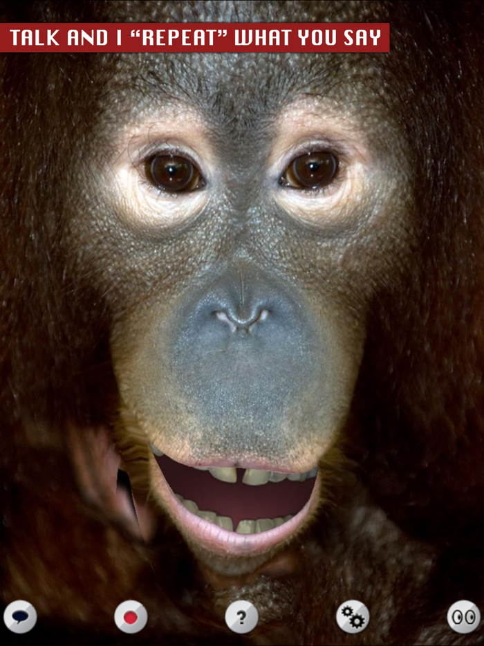Talking Orangutan