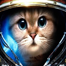 Activities of Cats in the Space