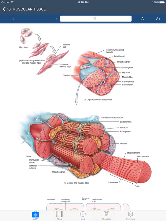 Fundamental of Anatomy and Physiology