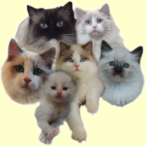 Animals : Cats & Kittens Quiz Icon
