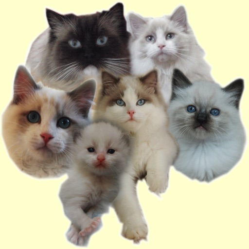 Animals : Cats & Kittens Quiz