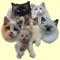 Animals : Cats & Kittens Quiz