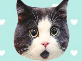 Cute cat with emotion face sticker pack