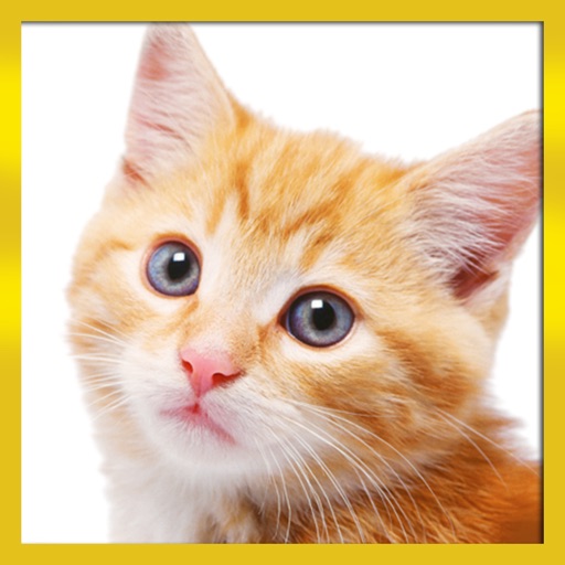 Real Cute Kitten Cat Simulation Stunt iOS App
