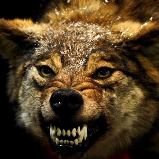 Angry Wolf Hunting Simulator A Real Safari icon