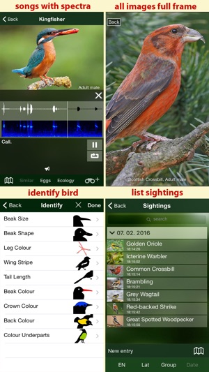 Birds of Great Britain - a Sunbird field guide(圖5)-速報App