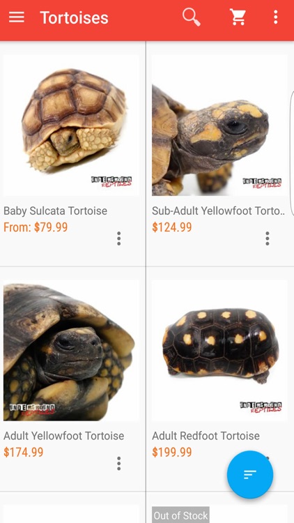 Underground Reptiles
