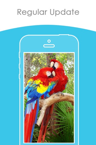 Beautiful Parrots Wallpapers | Backgrounds FREE screenshot 3