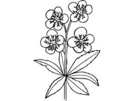 A focused, black and white flower pack
